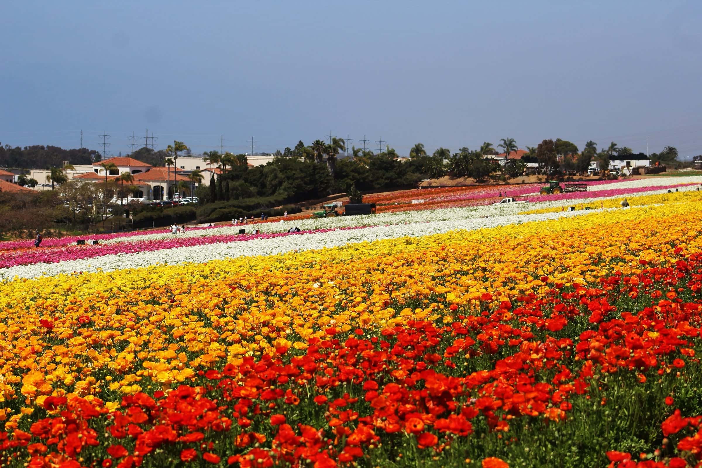 Bands of red, yellow, white, and pink ranunculus in bloom at The Flower Fields in Carlsbad, with red-tile roofs and palms beyond